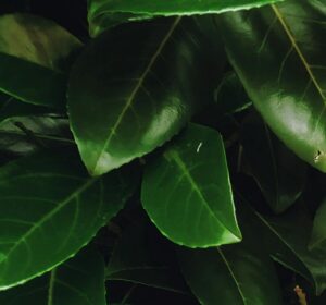 Laurel leaf