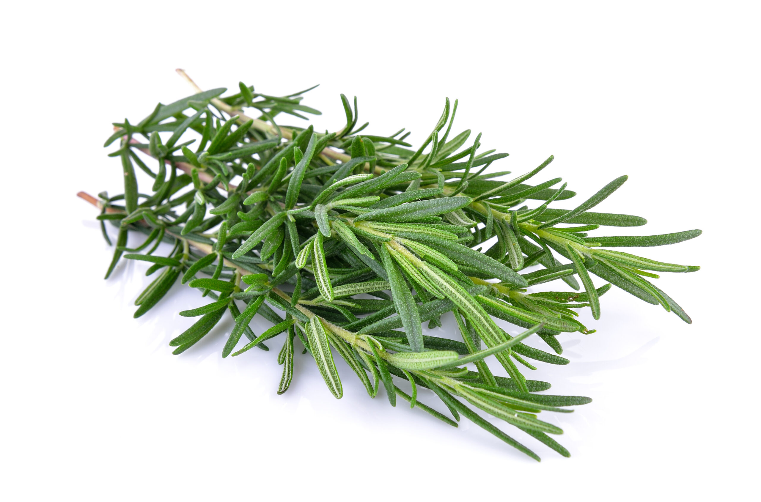 Rosemary